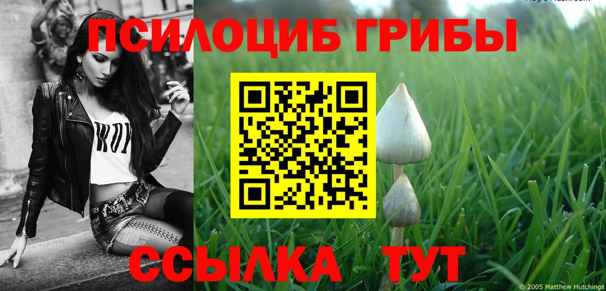 Псилоцибиновые грибы Psilocybe  Вязьма 